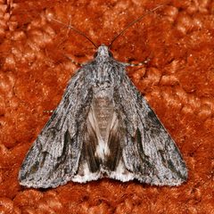 Melipotis jucunda 01 by CBG Photography Group, Centre for Biodiversity Genomics. Used under a CC0 license.