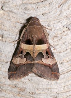Melipotis perpendicularis by Laura Gaudette. Used under a CC BY 4.0 license.