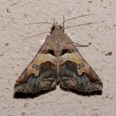Panula inconstans by Laura Gaudette. Used under a CC BY 4.0 license.