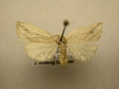 Amolita obliqua by James Sullivan, Research Collection of J. B. Sullivan. Used under a Copyrighted free use license.