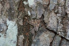 Coenipeta bibitrix by Donald Hobern. Used under a CC BY 2.0 license.