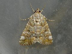 Eubolina impartialis by Michelle. Used under a CC BY 4.0 license.