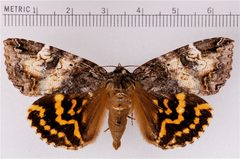 Euparthenos nubilis by Doctorkilmer. Used under a Public domain license.