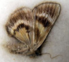 Euparthenos nubilis 0zz by Photo by David J. Stang. Used under a CC BY-SA 4.0 license.