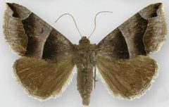 Gondysia consobrina by Sullivan JB. Used under a CC BY 3.0 license.