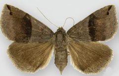 Gondysia similis by Sullivan JB. Used under a CC BY 3.0 license.