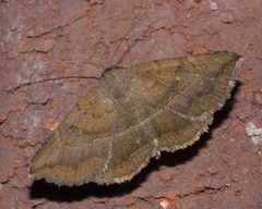 Lesmone detrahens P1020432a by 
xpda. Used under a CC BY-SA 4.0 license.