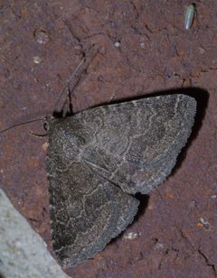 Matigramma pulverilinea P1460059a by 
xpda. Used under a CC BY-SA 4.0 license.