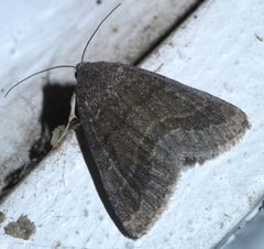 Matigramma pulverilinea P1590265a by 
xpda. Used under a CC BY-SA 4.0 license.