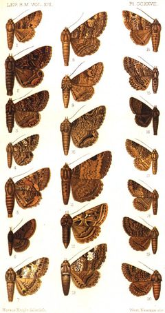 CATALOGUE-BM-PLATE CCXXVII by Sir GEORGE F. HAMPSON, Bart.. Used under a Public domain license.