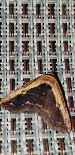 Selenisa sueroides2 by Luizpuodzius. Used under a CC BY-SA 4.0 license.