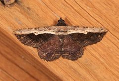 Selenisa sueroides 335178739 by Laura Gaudette. Used under a CC BY 4.0 license.