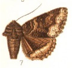 Zale calycanthata by Sir  GEORGE F. HAMPSON, Bart. Used under a Public domain license.