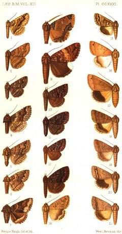 CATALOGUE-BM-PLATE CCXXXI by Sir GEORGE F. HAMPSON, Bart.. Used under a Public domain license.