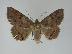 Zale confusa by J.Gill, Canadian National Collection of Insects, Arachnids and Nematodes. Used under a CC BY-SA 3.0 license.