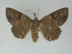 Zale confusa1 by J.Gill, Canadian National Collection of Insects, Arachnids and Nematodes. Used under a CC BY-SA 3.0 license.