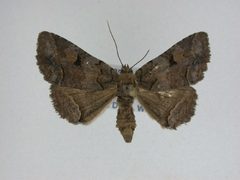 Zale curema1 by J.Gill, Canadian National Collection of Insects, Arachnids and Nematodes. Used under a CC BY-SA 3.0 license.