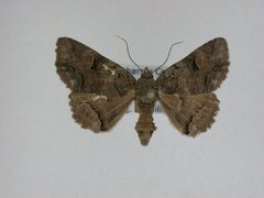 Zale curema2 by J.Gill, Canadian National Collection of Insects, Arachnids and Nematodes. Used under a CC BY-SA 3.0 license.