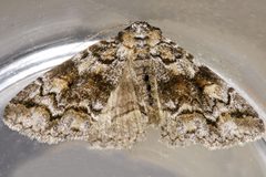 Zale duplicata1 by CBG Photography Group, Centre for Biodiversity Genomics. Used under a CC0 license.