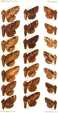 CATALOGUE-BM-PLATE CCXXIX by Sir GEORGE F. HAMPSON, Bart.. Used under a Public domain license.