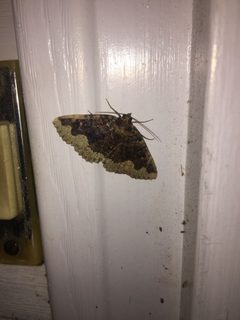 Horrid Zale Moth Durham NC by NCBioTeacher. Used under a CC0 license.