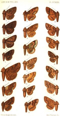 CATALOGUE-BM-PLATE CCXXX by Sir GEORGE F. HAMPSON, Bart.. Used under a Public domain license.