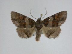 Zale metata by J.Gill, Canadian National Collection of Insects, Arachnids and Nematodes. Used under a CC BY-SA 3.0 license.