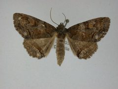 Zale metata1 by J.Gill, Canadian National Collection of Insects, Arachnids and Nematodes. Used under a CC BY-SA 3.0 license.