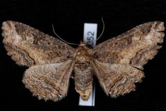 Zale minerea by Jeremy deWaard, University of British Columbia. Used under a CC BY 3.0 license.