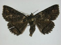 Zale undularis1 by J.Gill, Canadian National Collection of Insects, Arachnids and Nematodes. Used under a CC BY-SA 3.0 license.