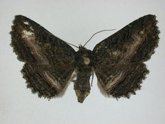 Zale undularis2 by J.Gill, Canadian National Collection of Insects, Arachnids and Nematodes. Used under a CC BY-SA 3.0 license.