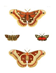 Illustrations of Exotic Entomology II 12 by Plates: Dru Drury (1725–1803). Text: John Obadiah Westwood (1805–1893). Used under a Public domain license.