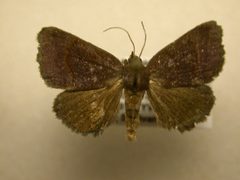 Argyrostrotis deleta2 by James Sullivan, Research Collection of J. B. Sullivan. Used under a Copyrighted free use license.