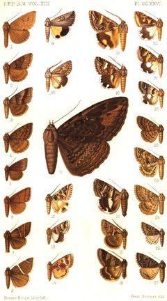 CATALOGUE-BM-PLATE CCXXVI by Sir GEORGE F. HAMPSON, Bart.. Used under a Public domain license.