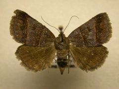Argyrostrotis sylvarum01 by James Sullivan, Research Collection of J. B. Sullivan. Used under a Copyrighted free use license.