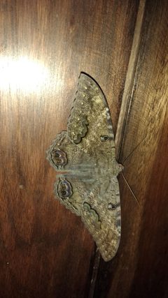 Ascalapha odorata in home 01 by André Koehne. Used under a CC BY-SA 4.0 license.