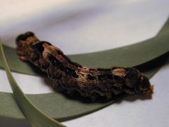 Ascalapha odorata larva by Forest and Kim Starr / Forest &amp; Kim Starr. Used under a CC BY 3.0 license.