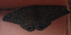 Ascalapha odorata male1 by JerryFriedman. Used under a CC BY-SA 3.0 license.