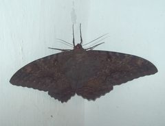 Unidentified butterfly - possibly Ascalapha odorata by Caleb000. Used under a CC BY-SA 3.0 license.