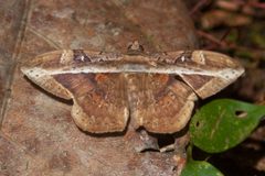 Erebinae- Hemeroblemma opigena pandrosa by Kristof Zyskowski &amp; Yulia Bereshpolova. Used under a CC BY 2.0 license.