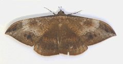 Hemeroblemma opigena by leppyone. Used under a CC BY 2.0 license.