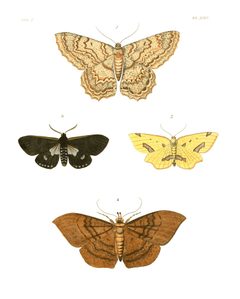 Illustrations of Exotic Entomology II 22 by Plates: Dru Drury (1725–1803). Text: John Obadiah Westwood (1805–1893). Used under a Public domain license.