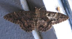 Latebraria amphipyroides by D. Gordon E. Robertson. Used under a CC BY-SA 3.0 license.