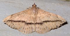 Anticarsia gemmatalis by Mike Boone. Used under a CC BY-SA 2.5 license.
