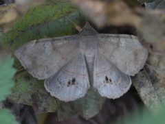 Anticarsia gemmatalis DSC02362a by 
xpda. Used under a CC BY-SA 4.0 license.
