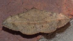 Anticarsia gemmatalis P1330321a by 
xpda. Used under a CC BY-SA 4.0 license.