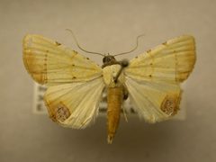 Eulepidotis micca by James Sullivan, Research Collection of J. B. Sullivan. Used under a Public domain license.