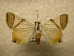 Eulepidotis persimilis by James Sullivan, Research Collection of J. B. Sullivan. Used under a Public domain license.