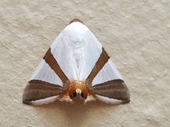 Eulepidotis rectimargo by Steve DeGrace. Used under a CC BY 4.0 license.