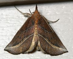 Phyprosopus callitrichoides by Mike Boone. Used under a CC BY-SA 2.5 license.